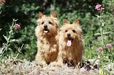 NORWICH TERRIER 084